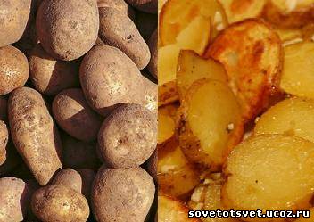 значение картофеля в питании человека