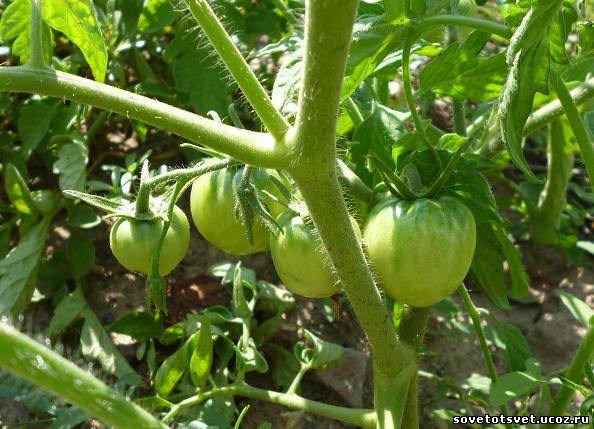 выращиваем томаты в теплице