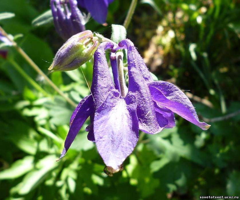 Цветок аквилегия (водосбор) – посадка, выращивание, уход