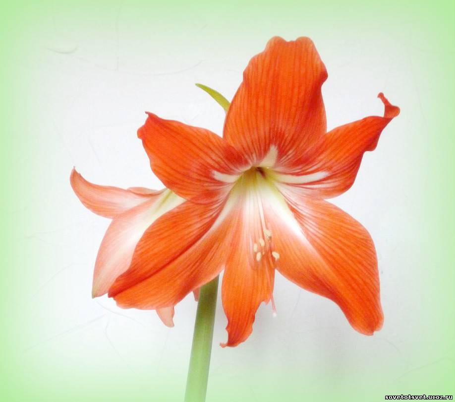 фото цветок гиппеаструм
